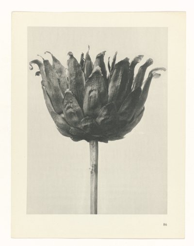 planlægge undersøgelse Arketyper af kunst (serietitel) af Karl Blossfeldt