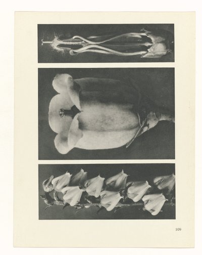 planlægge undersøgelse Arketyper af kunst (serietitel) af Karl Blossfeldt