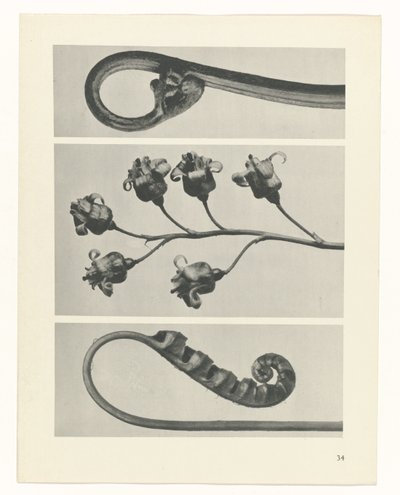 planlægge undersøgelse Arketyper af kunst (serietitel) af Karl Blossfeldt