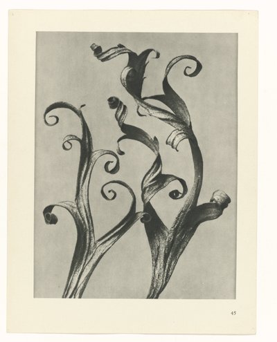 planlægge undersøgelse Arketyper af kunst (serietitel) af Karl Blossfeldt