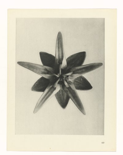planlægge undersøgelse Arketyper af kunst (serietitel) af Karl Blossfeldt