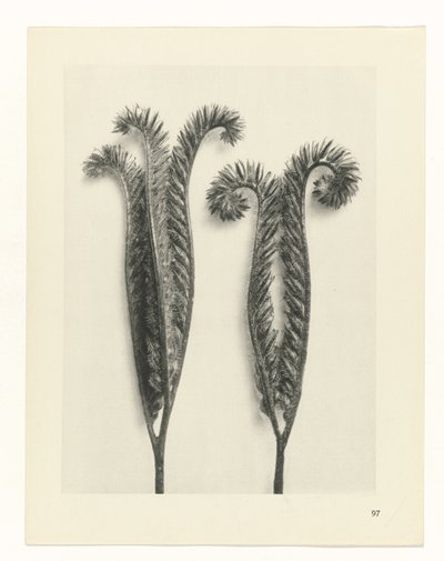 planlægge undersøgelse Arketyper af kunst (serietitel) af Karl Blossfeldt