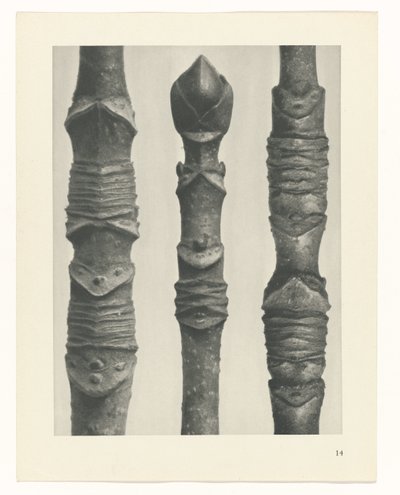 planlægge undersøgelse Arketyper af kunst (serietitel) af Karl Blossfeldt