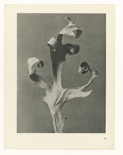 planlægge undersøgelse Arketyper af kunst (serietitel) af Karl Blossfeldt