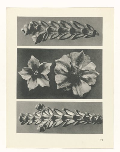 planlægge undersøgelse Arketyper af kunst (serietitel) af Karl Blossfeldt