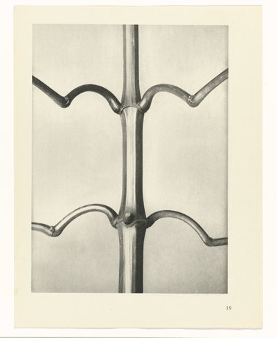 planlægge undersøgelse Arketyper af kunst (serietitel) af Karl Blossfeldt