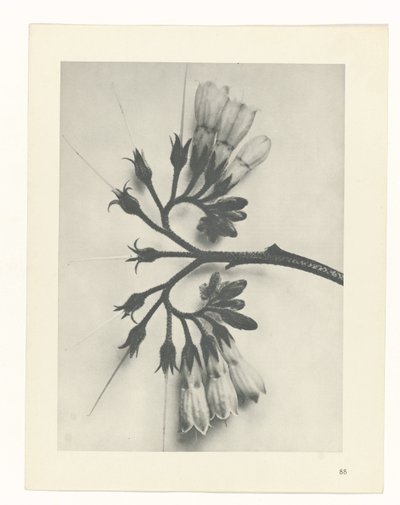 planlægge undersøgelse Arketyper af kunst (serietitel) af Karl Blossfeldt
