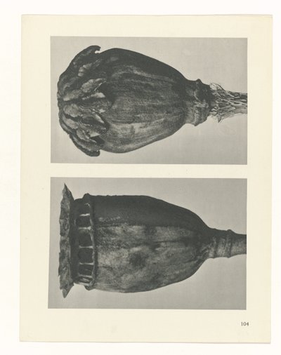 planlægge undersøgelse Arketyper af kunst (serietitel) af Karl Blossfeldt