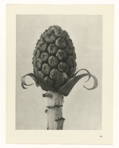 planlægge undersøgelse Arketyper af kunst (serietitel) af Karl Blossfeldt