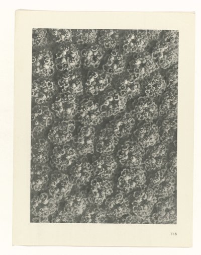 planlægge undersøgelse Arketyper af kunst (serietitel) af Karl Blossfeldt