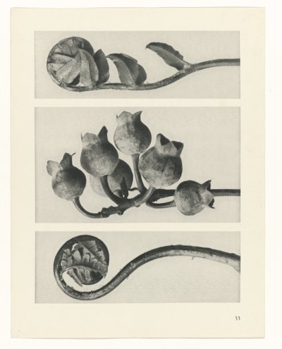 planlægge undersøgelse Arketyper af kunst (serietitel) af Karl Blossfeldt