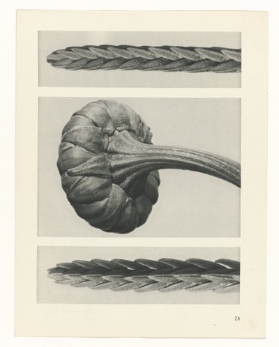 planlægge undersøgelse Arketyper af kunst (serietitel) af Karl Blossfeldt