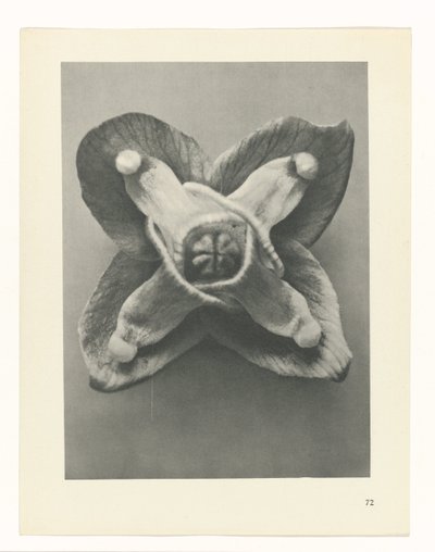 planlægge undersøgelse Arketyper af kunst (serietitel) af Karl Blossfeldt