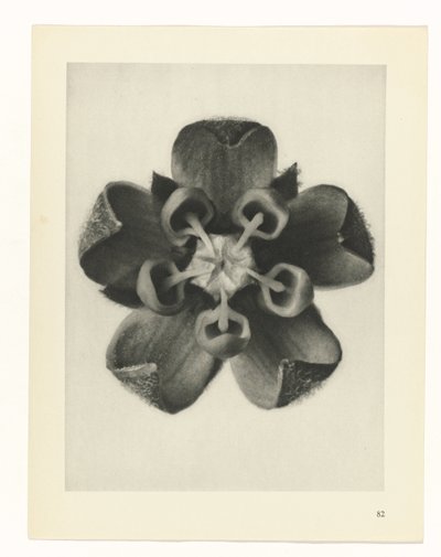 planlægge undersøgelse Arketyper af kunst (serietitel) af Karl Blossfeldt