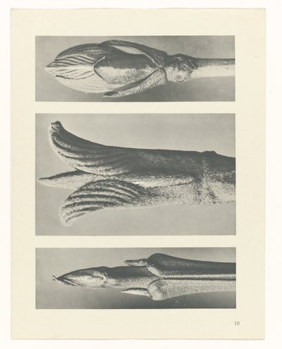 planlægge undersøgelse Arketyper af kunst (serietitel) af Karl Blossfeldt