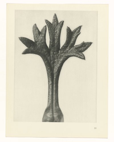 planlægge undersøgelse Arketyper af kunst (serietitel) af Karl Blossfeldt