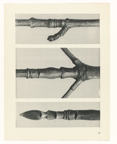 planlægge undersøgelse Arketyper af kunst (serietitel) af Karl Blossfeldt