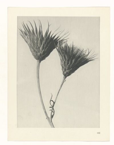 planlægge undersøgelse Arketyper af kunst (serietitel) af Karl Blossfeldt