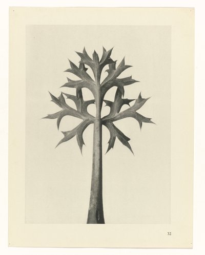 planlægge undersøgelse Arketyper af kunst (serietitel) af Karl Blossfeldt