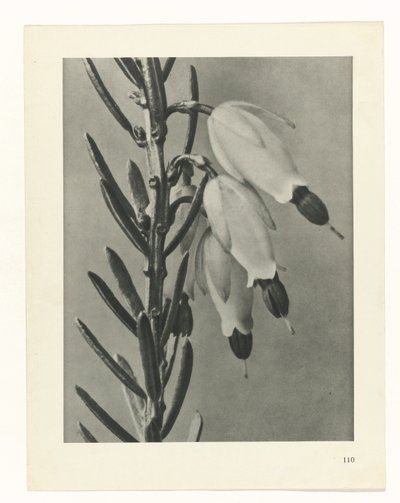 planlægge undersøgelse Arketyper af kunst (serietitel) af Karl Blossfeldt