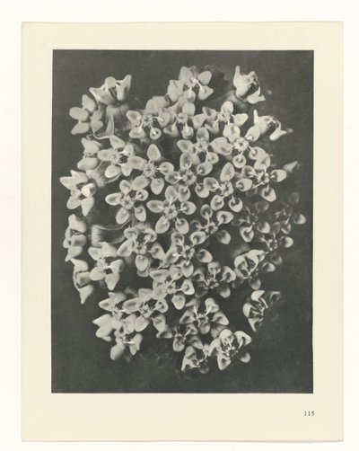 planlægge undersøgelse Arketyper af kunst (serietitel) af Karl Blossfeldt