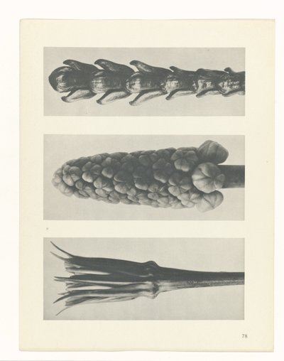 planlægge undersøgelse Arketyper af kunst (serietitel) af Karl Blossfeldt