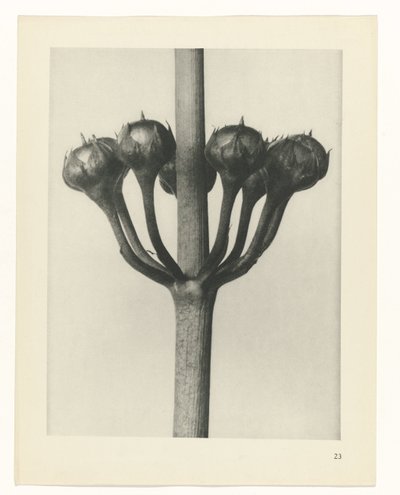 planlægge undersøgelse Arketyper af kunst (serietitel) af Karl Blossfeldt