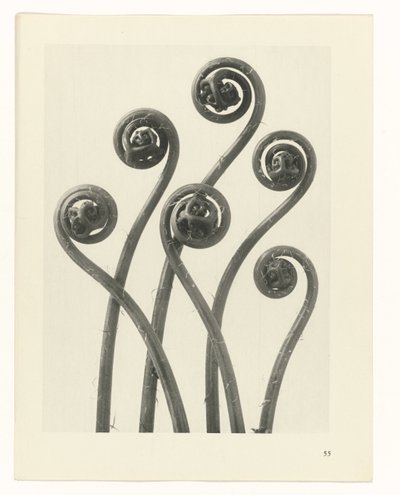 planlægge undersøgelse Arketyper af kunst (serietitel) af Karl Blossfeldt