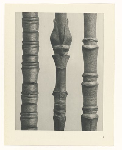 planlægge undersøgelse Arketyper af kunst (serietitel) af Karl Blossfeldt
