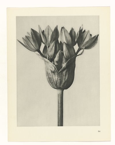 planlægge undersøgelse Arketyper af kunst (serietitel) af Karl Blossfeldt