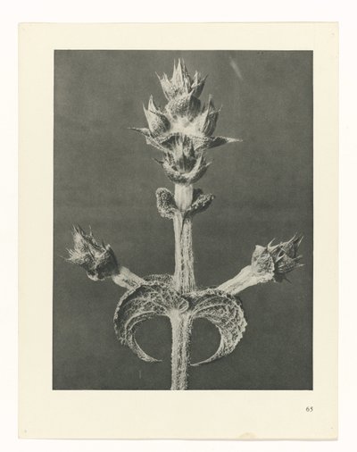 planlægge undersøgelse Arketyper af kunst (serietitel) af Karl Blossfeldt