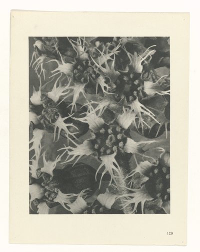 planlægge undersøgelse Arketyper af kunst (serietitel) af Karl Blossfeldt