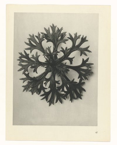 planlægge undersøgelse Arketyper af kunst (serietitel) af Karl Blossfeldt