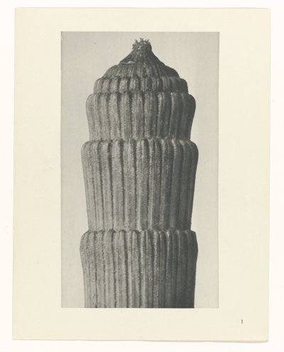 Planstudie, Equisetum hiemale Arketyper af kunst (serietitel) af Karl Blossfeldt
