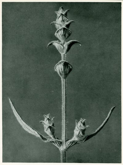 Salvia, 1929 (fotogravure) af Karl Blossfeldt
