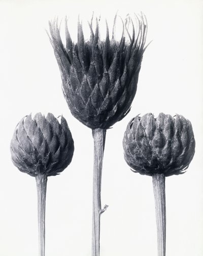 Serratula Nudicaulis (barstammet almindelig sav), ca. 1928 (gelatinesølvtryk) af Karl Blossfeldt