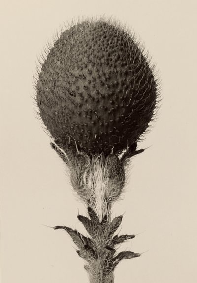 [Tornede løgplanter] af Karl Blossfeldt
