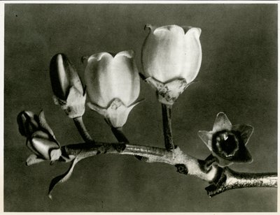 Vaccinium Corymbosum. 1929 (fotogravure) af Karl Blossfeldt