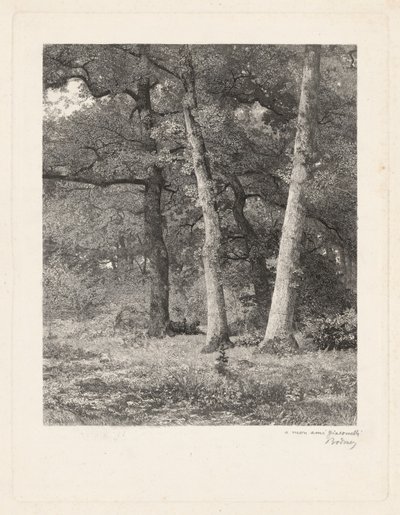 En Skovrydning. af Karl Bodmer