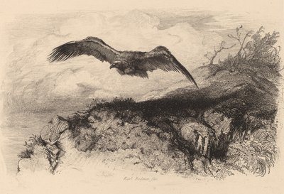 Ørn i flugt. af Karl Bodmer