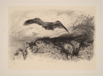 Ørn i flugt af Karl Bodmer