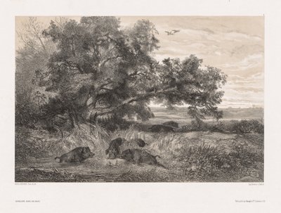 Dyr og landskab efter naturen: Vildsvin i en dam af Karl Bodmer