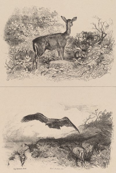 Doe, Ørn. af Karl Bodmer