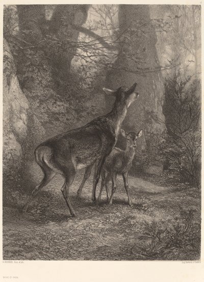 Doe og Fawn af Karl Bodmer