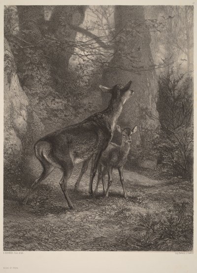 Hind og kalv af Karl Bodmer