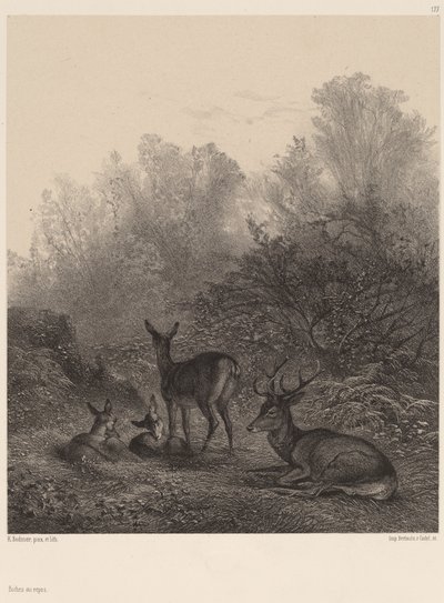 Hinder i hvile. af Karl Bodmer