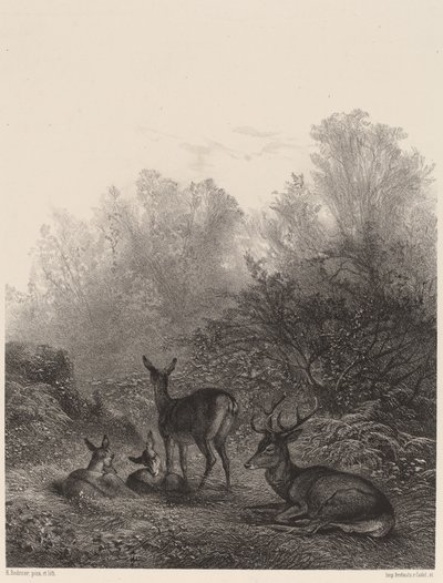Hjorte hviler af Karl Bodmer