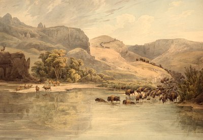 Bøfler og elge på Upper Missouri af Karl Bodmer