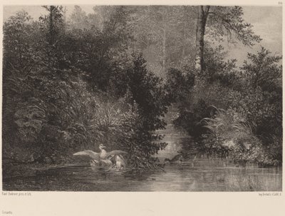 Ænder af Karl Bodmer