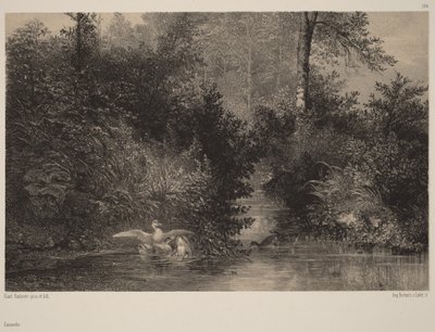 Ænder af Karl Bodmer